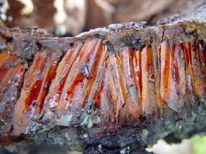 Chunk of resinous blackboy husk, Clarkson, Western Australia. This burns like a spinifex log.
